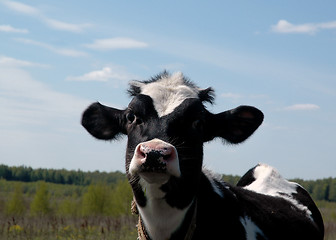 Image showing Baby cow