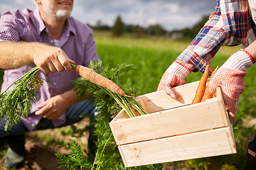 Image showing senior couple with box picking carrots on farm