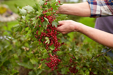 Image showing senior woman with red currant at summer garden