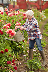 Image showing senior woman watering flowers at summer garden