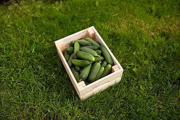 Image showing cucumbers in wooden box at summer garden