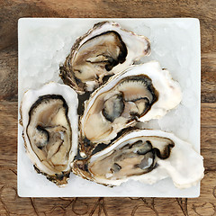 Image showing Oysters on Ice