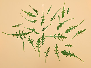 Image showing Arugula leaves on beige