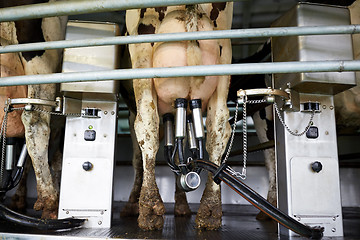 Image showing cows and milking machine at rotary parlour on farm