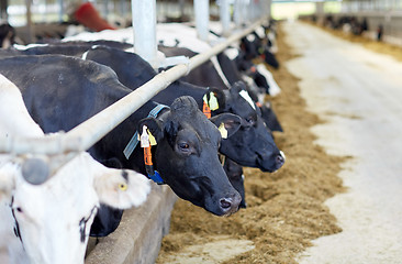 Image showing herd of cows in cowshed on dairy farm