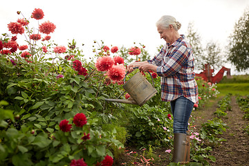 Image showing senior woman watering flowers at summer garden