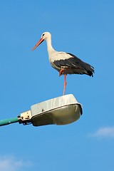 Image showing White Stork