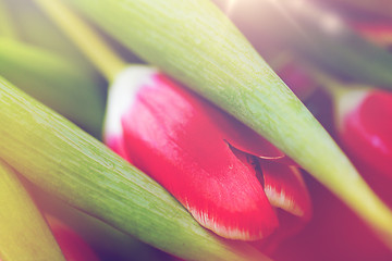 Image showing close up of tulip flowers