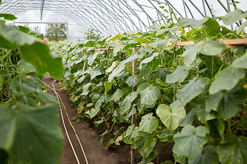 Image showing cucumber seedlings growing at greenhouse