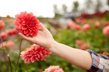 Image showing hand of senior woman with flowers at summer garden