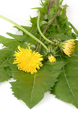 Image showing Dandelion