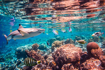 Image showing Tropical Coral Reef.