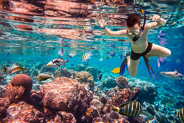 Image showing Snorkeler Maldives Indian Ocean coral reef.