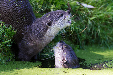 Image showing Close-up of an otter eating special food