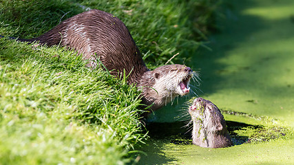 Image showing Close-up of an otter eating special food