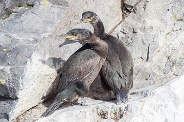 Image showing Juvenile European Shag 