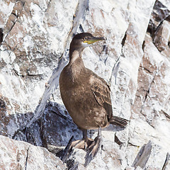 Image showing Juvenile European Shag 