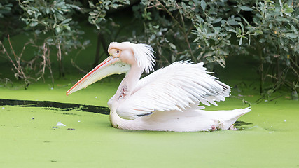 Image showing Swimming pelican, dirty water 