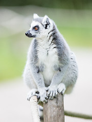 Image showing Ring-tailed lemur (Lemur catta)