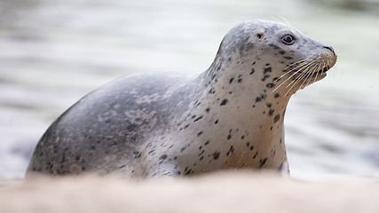 Image showing Seal being fed