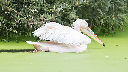 Image showing Swimming pelican, dirty water 