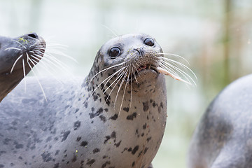 Image showing Seal being fed