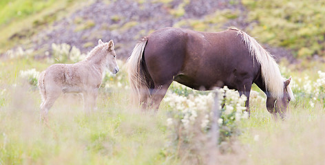 Image showing Horses in the fields of Iceland