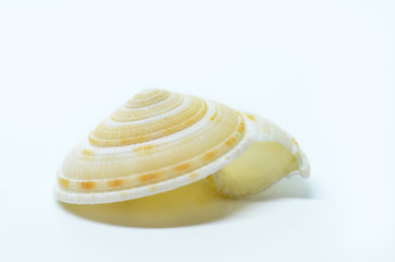 Image showing Sea shell isolated on white