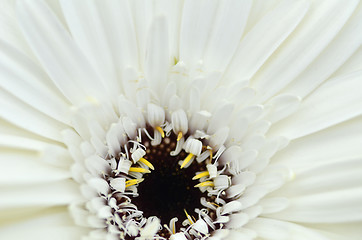 Image showing Gerbera flower in a garden