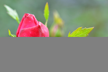 Image showing Vibrant red rose bud  