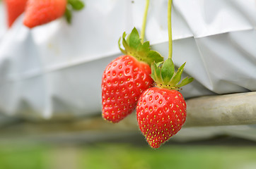 Image showing Fresh strawberries that are grown in greenhouses