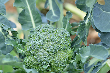 Image showing Raw broccoli in the farm