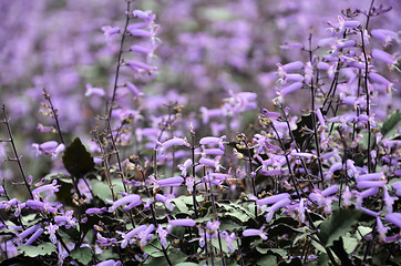 Image showing Plectranthus Mona Lavender flowers