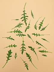 Image showing Arugula leaves on beige