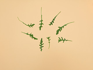 Image showing Arugula leaves on beige