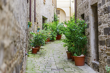 Image showing Narrow street in San Severino