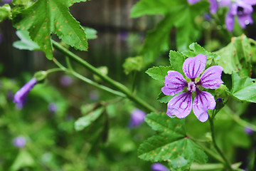 Image showing Flowers and plants in Fabriano