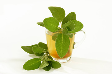 Image showing Sage tea