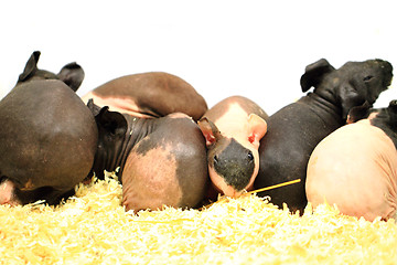 Image showing different guinea pigs 