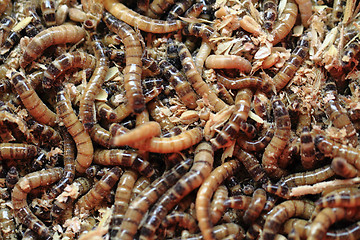 Image showing fresh mealworms food for animals 