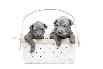 Image showing Two thai ridgeback puppies in basket isolated on white