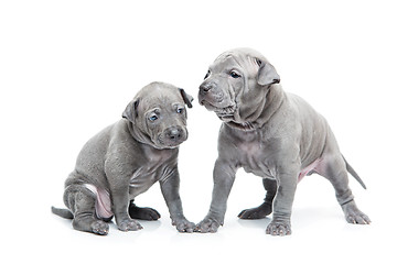 Image showing Two thai ridgeback puppies isolated on white