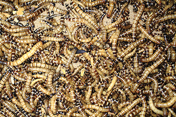 Image showing fresh mealworms food for animals 