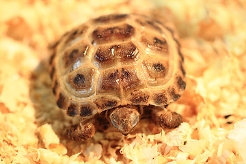 Image showing small terrestrial turtle