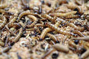 Image showing fresh mealworms food for animals 