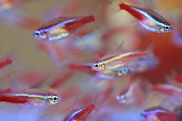 Image showing color neon fishes 