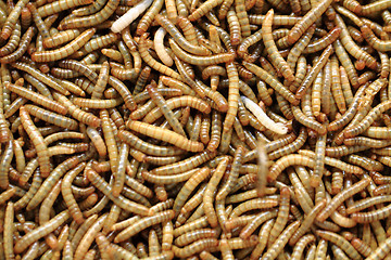 Image showing fresh mealworms food for animals 