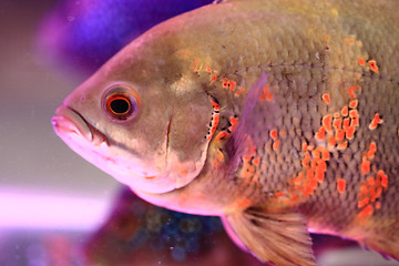 Image showing detail of oscar fish 