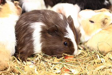 Image showing different guinea pigs 