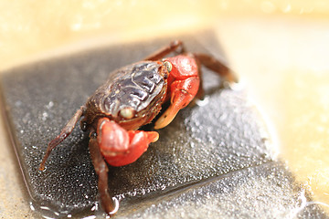 Image showing young small crab